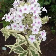 Флокс метельчатый Дарвинс Джойс