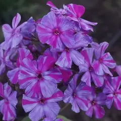 Флокс метельчатый Отем Джой