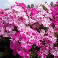 Флокс метельчатый Попурри