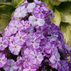 Флокс метельчатый Фрекл Блу Шейдз