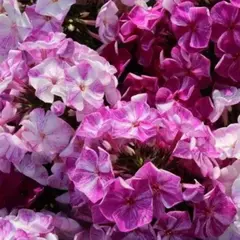 Флокс метельчатый Фрекл Пёпл Шейдз