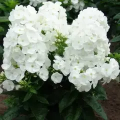 Флокс метельчатый Юник Вайт