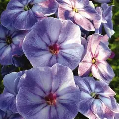 Флокс метельчатый Юник Мов