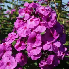 Флокс метельчатый Юник Олд Пёпл