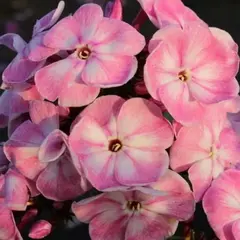 Флокс метельчатый Юник Олд Пинк