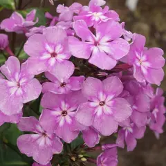 Флокс метельчатый Селена