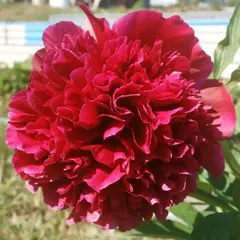 Пион молочноцветковый Адольф Руссо