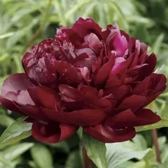 Пион молочноцветковый Армани