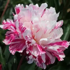 Пион молочноцветковый Кэнди Страйп