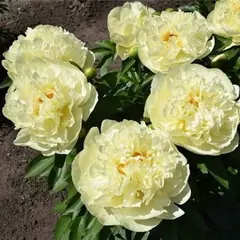 Пион молочноцветковый Лемон Шифон