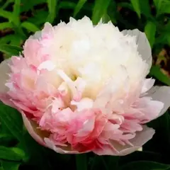 Пион молочноцветковый Оффициналис Мутабилис Плена