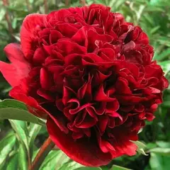 Пион молочноцветковый Ред Грейс