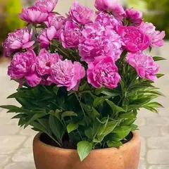 Пион молочноцветковый Рим