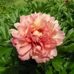 Пион ИТО-гибрид Коппер Кеттл