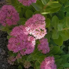 Седум (очиток) видный