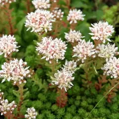 Седум (очиток) Лидийский