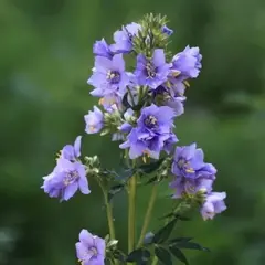 Синюха голубая