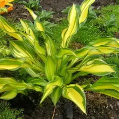 Хоста Лейксайд Литл Тафт