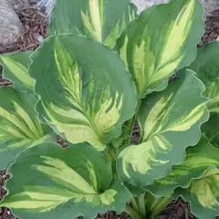 Хоста Лейксайд Пейсли Принт