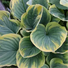 Хоста Меджик Фаер