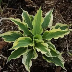 Хоста Пейсли Бордер