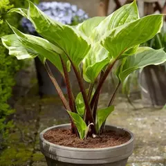 Хоста Сорбет