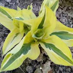 Хоста Йеллоу Полька Дот Бикини