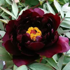 Пион древовидный Чёрный