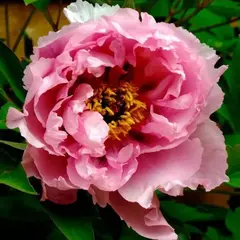Пион древовидный Розовый