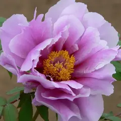 Пион древовидный Фиолетовый