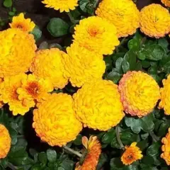 Хризантема мультифлора Балиос