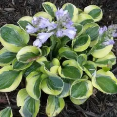 Хоста Майти Маус