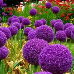 Аллиум (Лук декоративный) крупноцветущий Гладиатор