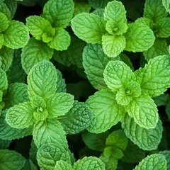 Мята перечная