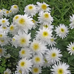 Нивяник наибольший Крейзи Дейзи