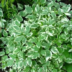 Сныть обыкновенная Вариегата