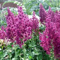 Сальвия дубравная (Шалфей) Швелленбург