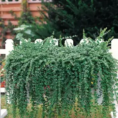 Чабер многолетний Индиан минт