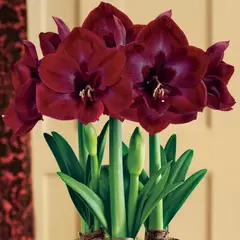 Амариллис (Гиппеаструм) Гранд Дива