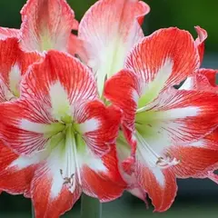 Амариллис (Гиппеаструм) Минерва