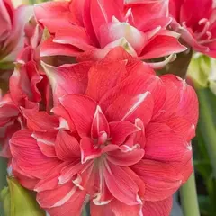 Амариллис (Гиппеаструм) Дабл Дрим