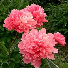 Пион молочноцветковый Лорелей