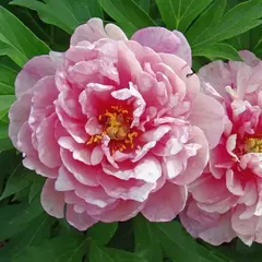 Пион ИТО-гибрид Пинк Дабл Денди