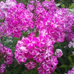 Флокс метельчатый Фрекл Пурпл Шейдс