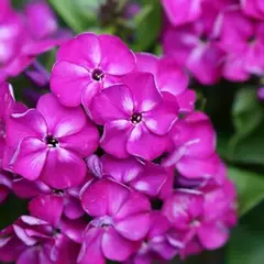 Флокс метельчатый Бамбини Дизайр