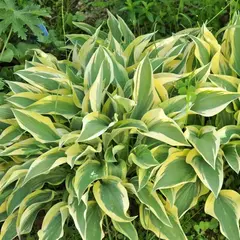 Хоста Лейксайд Драгонфлай