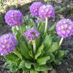 Примула мелкозубчатая Пром Лилак