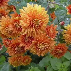 Хризантема корейская Дубок