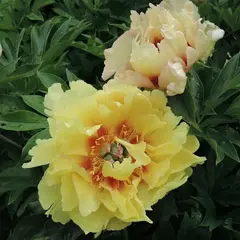 Пион ИТО-гибрид Бордер Чарм