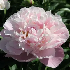 Пион молочноцветковый Леди Александра Дафф
